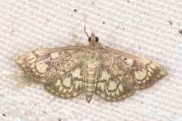Anania stachydalis