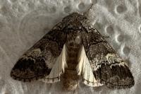 Drymonia querna