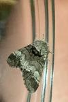 Drymonia querna