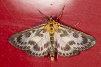 Anania hortulata