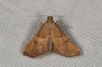 Endotricha flammealis