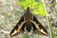 Hyles gallii