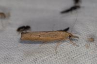 Pediasia contaminella