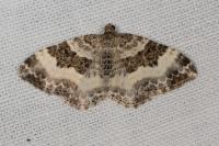 Epirrhoe rivata