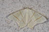 Ourapteryx sambucaria