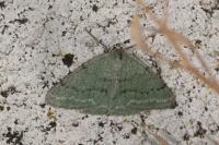 Pseudoterpna pruinata