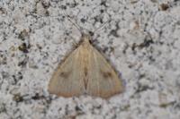 Rivula sericealis