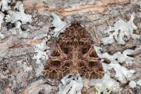 Sideridis rivularis