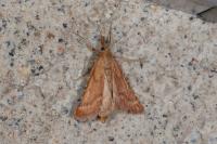 Synaphe punctalis