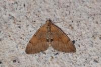 Thera obeliscata