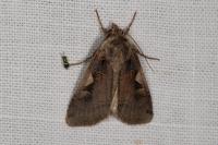 Xestia c-nigrum