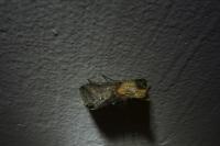 Abrostola triplasia