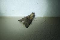 Abrostola triplasia