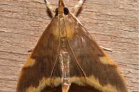 Circobotys butleri