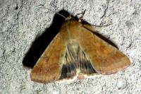 Helicoverpa armigera