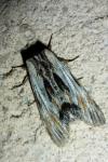 Harpyia milhauseri