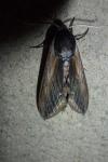 Sphinx ligustri