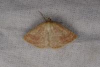 Aplasta ononaria