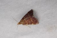 Hypsopygia rubidalis