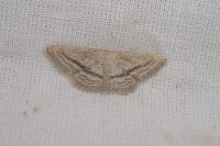 Idaea mediaria