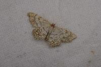 Idaea moniliata