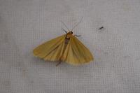 Indalia pygmaeola pallifrons