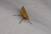 Indalia pygmaeola pallifrons