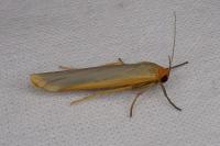 Manulea complana