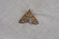 Metasia cuencalis bourgognei
