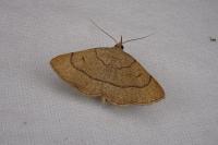 Paracolax tristalis