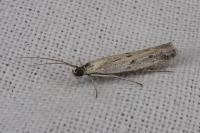 Phycitodes