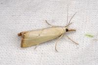 Xanthocrambus caducellus