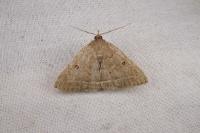 Zanclognatha zelleralis