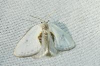 Cilix hispanica