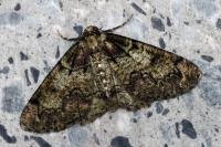 Cleorodes lichenaria