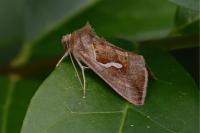 Macdunnoughia confusa
