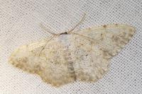 Scopula submutata roseonitens