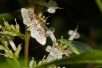 Idaea rusticata
