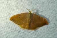 Watsonalla binaria