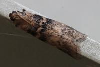 Euzophera pinguis