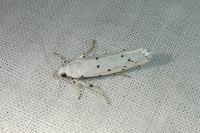 Myelois circumvoluta