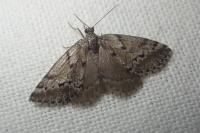 Eumannia oranaria