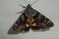 Catocala nymphagoga