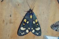 Callimorpha dominula