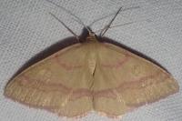 Rhodostrophia calabra