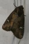 Mesapamea secalella/secalis