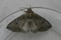 Tethea ocularis