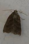 Ipimorpha retusa