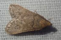 Bostra obsoletalis