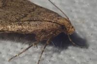 Bostra obsoletalis